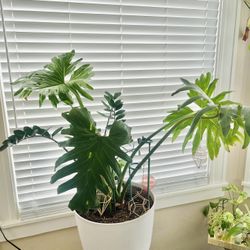  Large Split Leaf Philodendron
