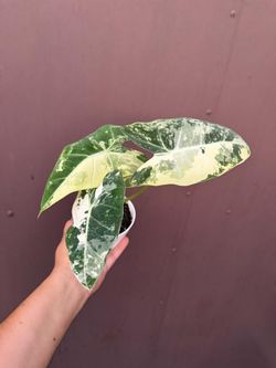 4” variegated alocasia frydek