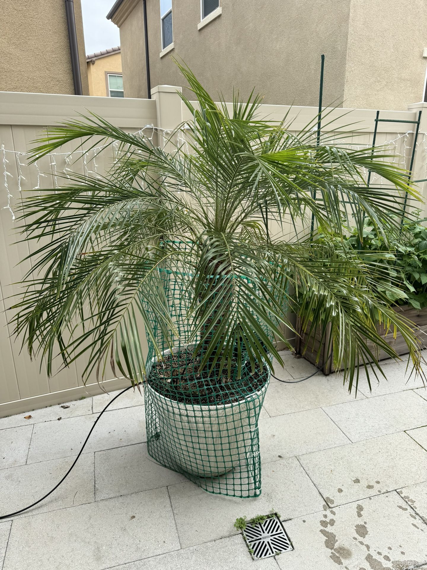 Two Palm Trees 5ft Tall In Ceramic Pot 