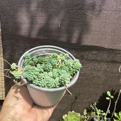 Sedum Succulent 4inch Pot 