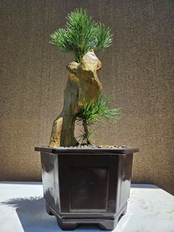 Japanese Black Pine Bonsai Tree