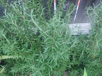 Plantas