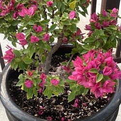 Beautiful Bumganbilia With Pot 