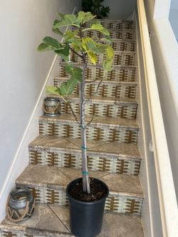 ficus carica desert king tree