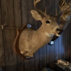 Deer Head