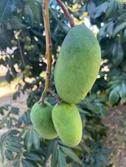 Small green mangoes