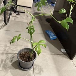 🌿 Mini Monstera (Rhaphidophora Tetrasperma) – $15 Pot Included) 
