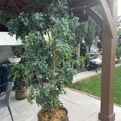 Plant Decoration Good Condition