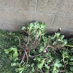 Free Succulent cuttings