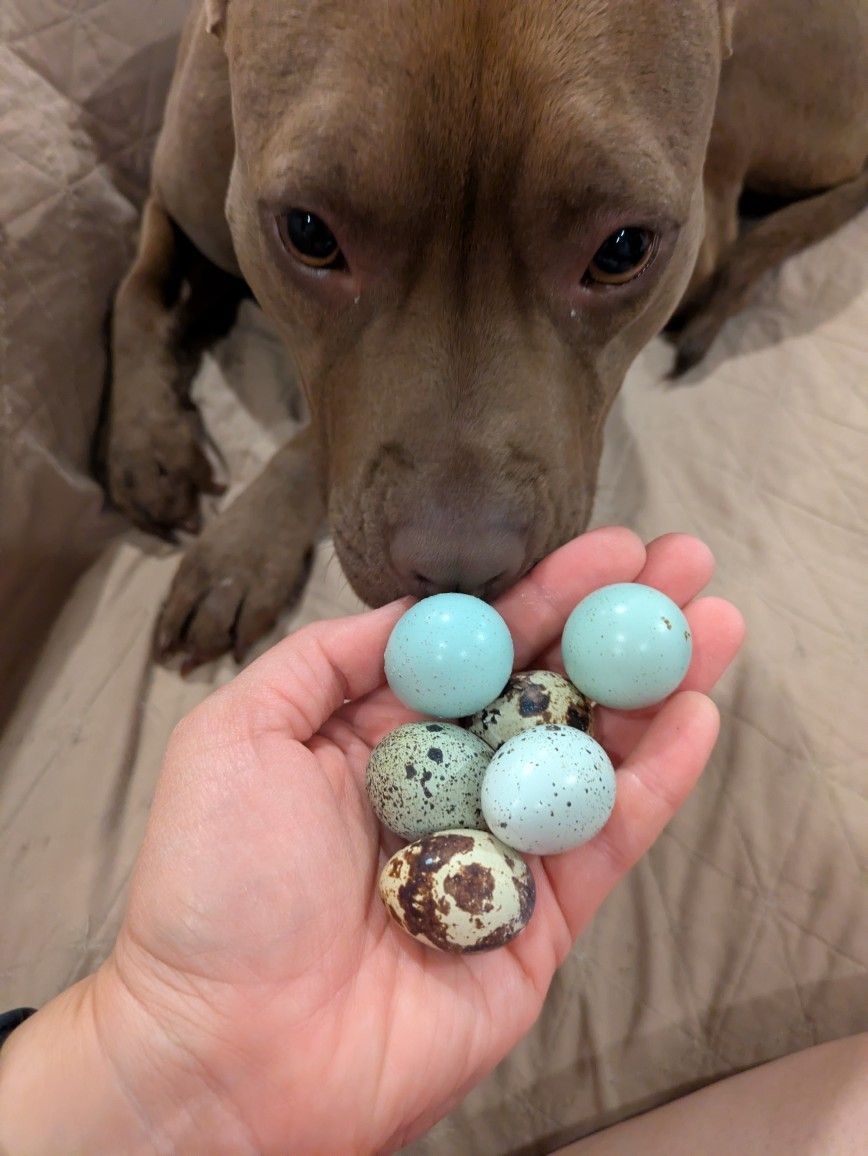 π₯πΏ Fresh Pasture-Roaming Quail Eggs, Nutrient-Dense & Ethically Raised