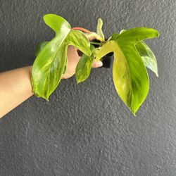 Variegated Philodendron Florida Beauty