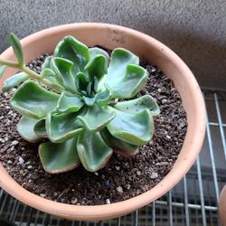 Succulent Sale Plant Sale.