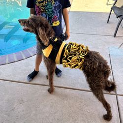 Halloween Bee Dog Costume Size (M) Medium 