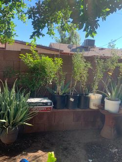 Assorted Potted Plants Garden For Sale