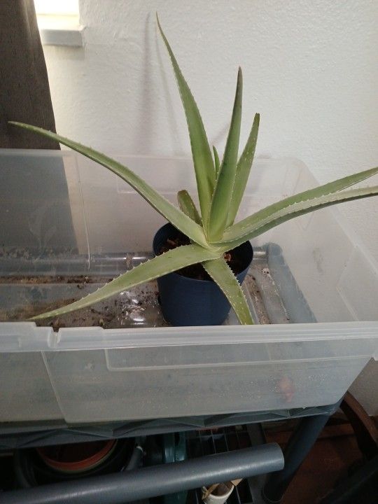 Aloevera Plant Rescued 🪴