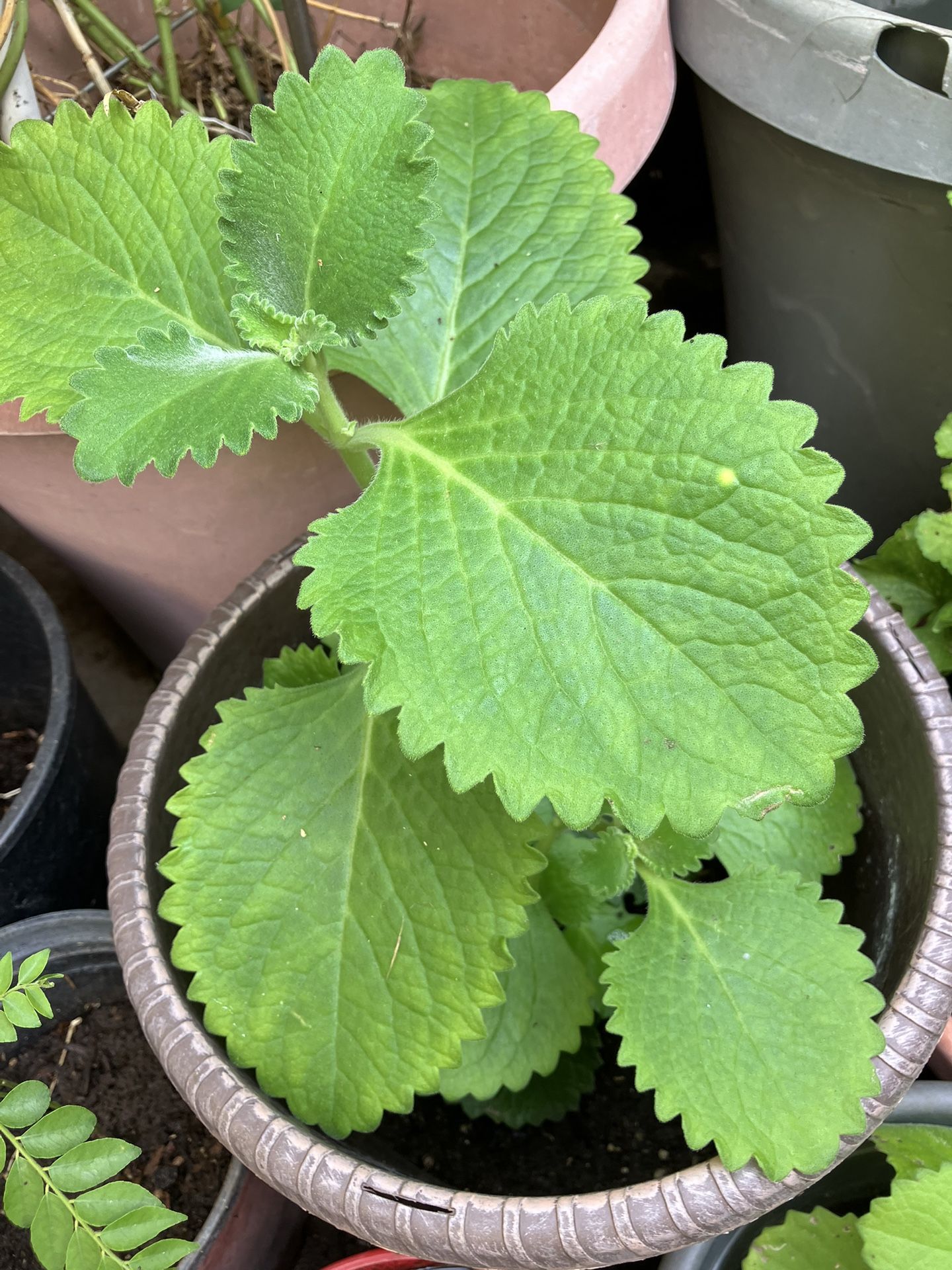 Ajwain Plant