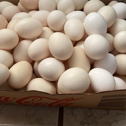 Huevo Fresco 💯 Natural Orgánico