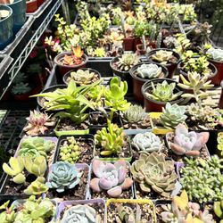 Succulents And Cactus 