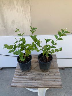 Jasmine Plant - 茉莉花