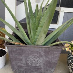 Large Aloe Vera In Large Pot