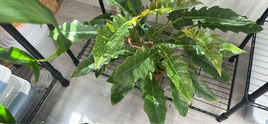 Ring of Fire Philodendron variegated