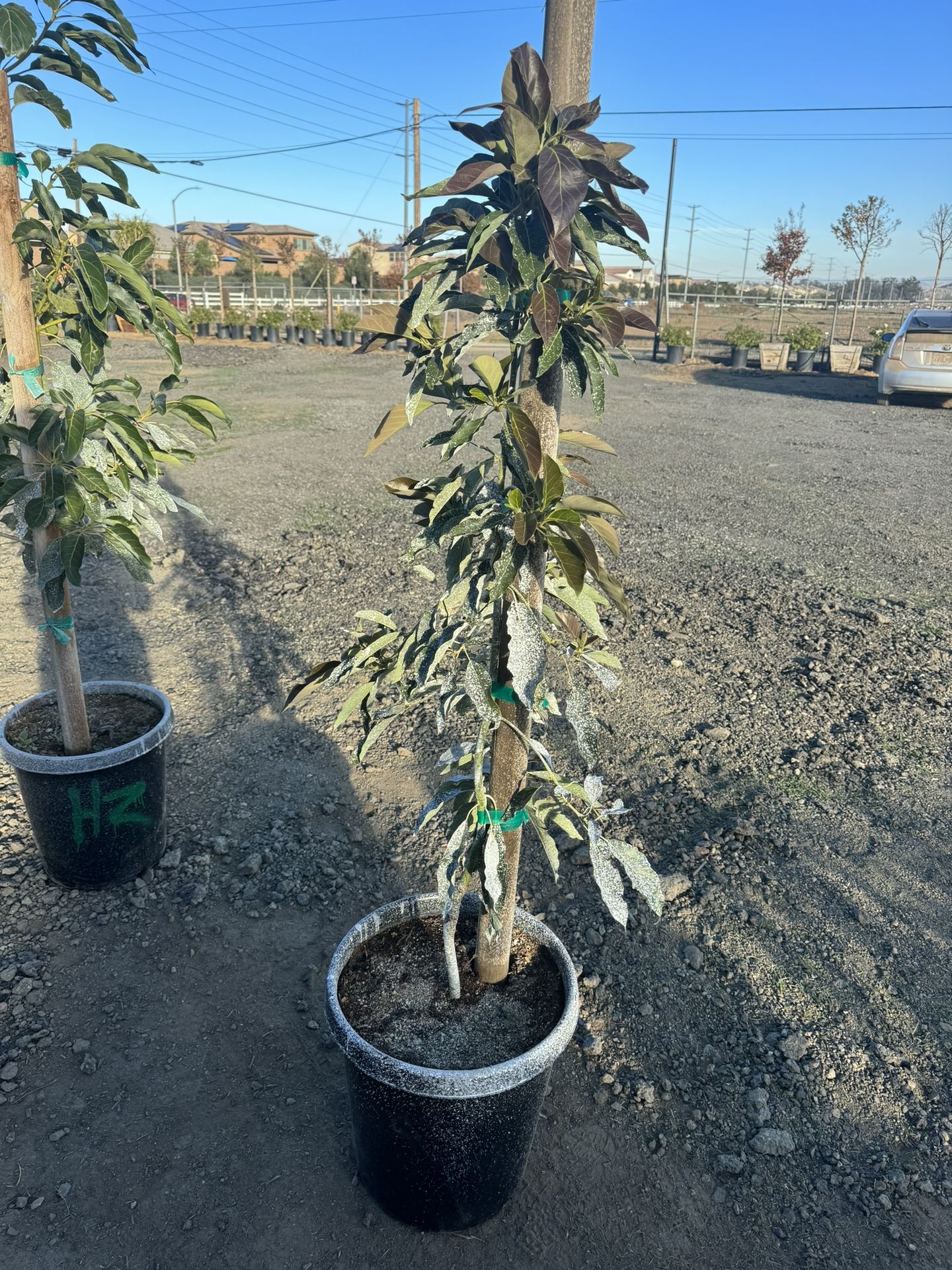 Wurtz Avocado - 15 Gallon