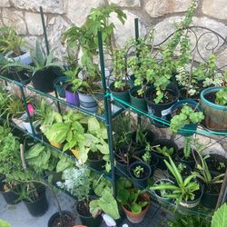 Plants