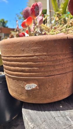 Terracotta pot with red succulent