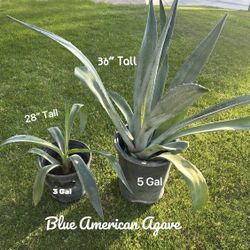 Two Blue American Agave Plants 