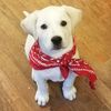 whitedog
