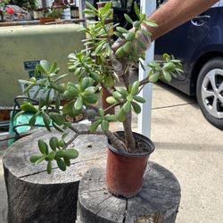 Jade Plant