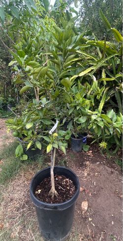 Orange Tree with fruit/;arbolde naranjas