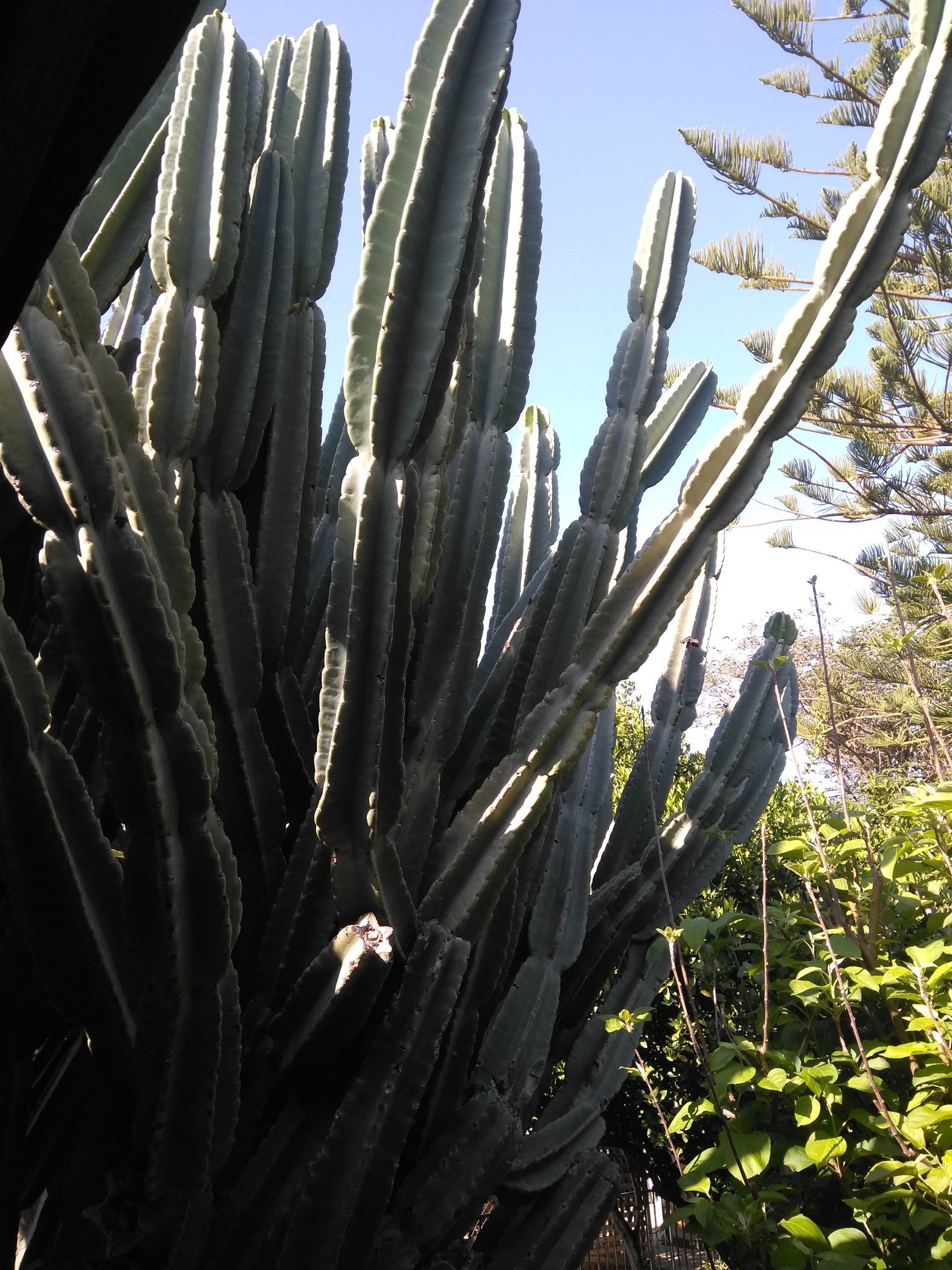San Pedro Cactus Produces Dragon Fruit-Pitallas
