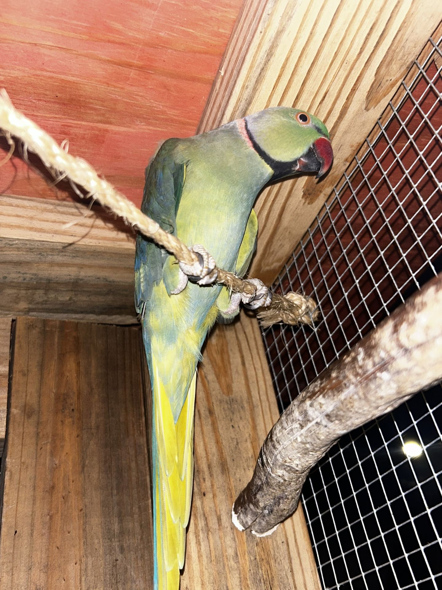 Green Bird Cage