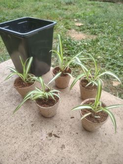 Spider plant babies