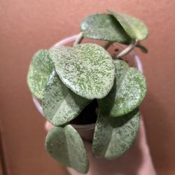Hoya Nova Ghost