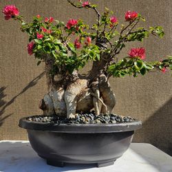 Old Bougainvillea RED   Bonsai Tree