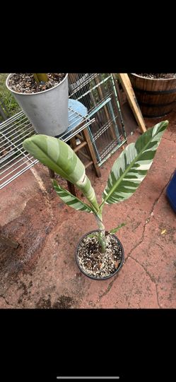 Variegated Banana Tree/Plant