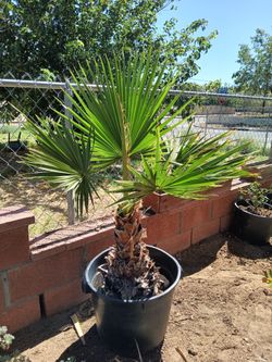 Palm/ Mexican Fan Palm