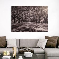 32*47 in / Tree‑Lined Road Canvas / Like New