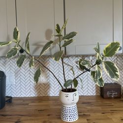 Rubber Fig plant In Porcelain Pot