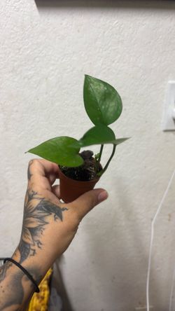 Mini pothos