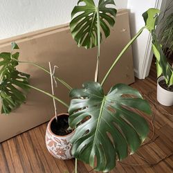 Monsterra Plant In Designer Por