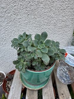Aeonium Succulent Plant