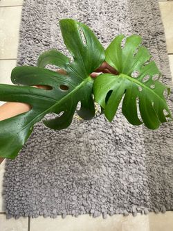 Monstera mint top cutting