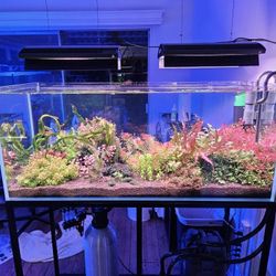 Waterbox Clear 4820 and Custom Steel Stand 
