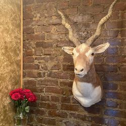 Taxidermy Black Buck