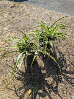Spider Plants Set of 2