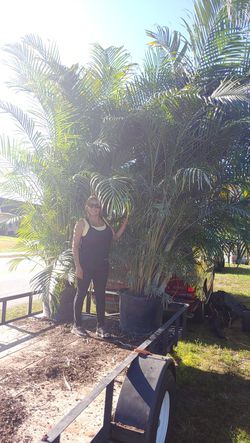 Huge high quality Areca palm 10 to 11 feet tall