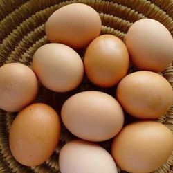Organic Eggs 